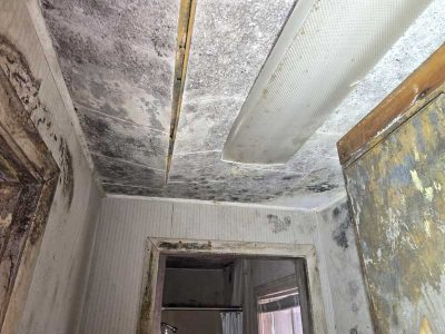 Extreme Mold Infestation Remediation