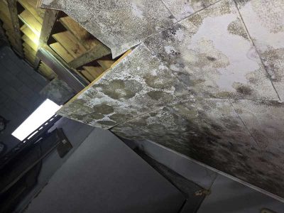 Mold Growth Remediation