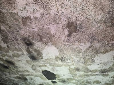 Mold Infested Ceiling