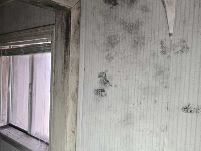 Residential Property Mold Infestation