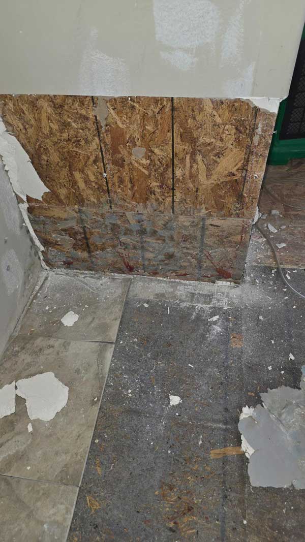 Mold Detection Removal