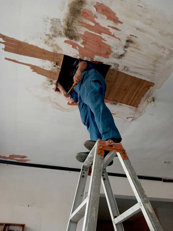 Mold Growth Damage Remediation
