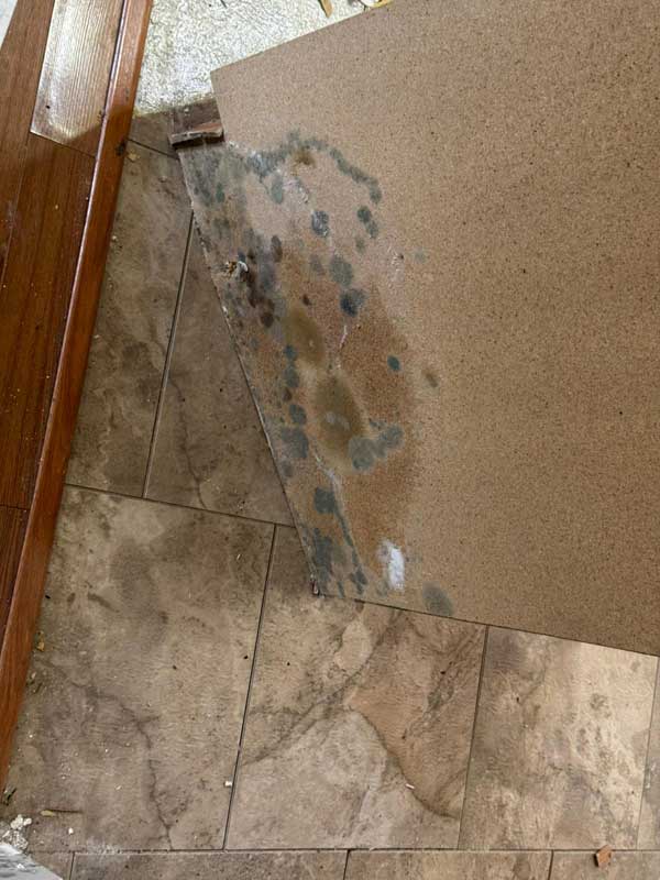 Mold Infestation Removal Mold Infestation Removal