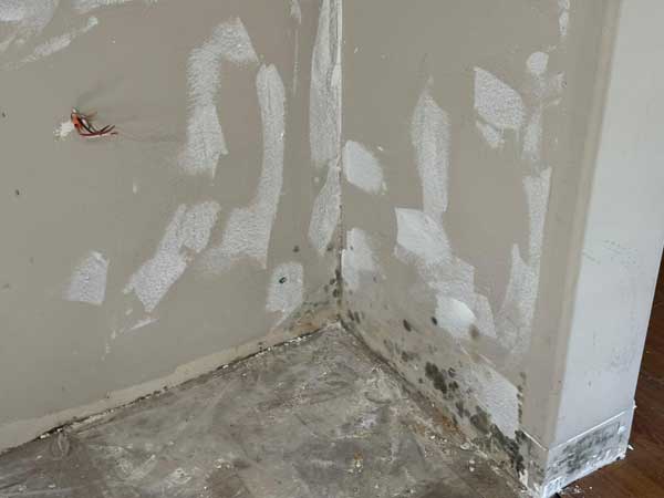 Mold Remediation Services Mold Remediation Services